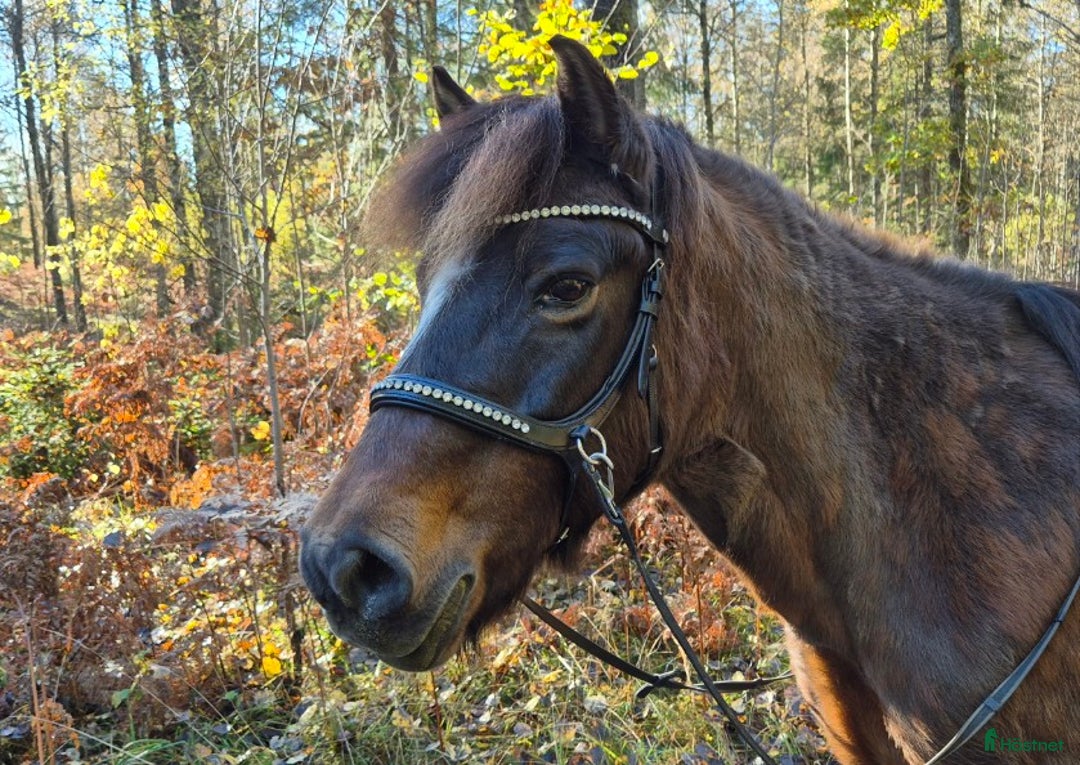 Allround hästar sökes: Har du  Gotlandsrusset jag söker ?  i Borås - Annons 1