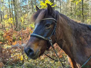 hästar Har du Gotlandsrusset jag söker ? 🐴❤️ - Annons 3