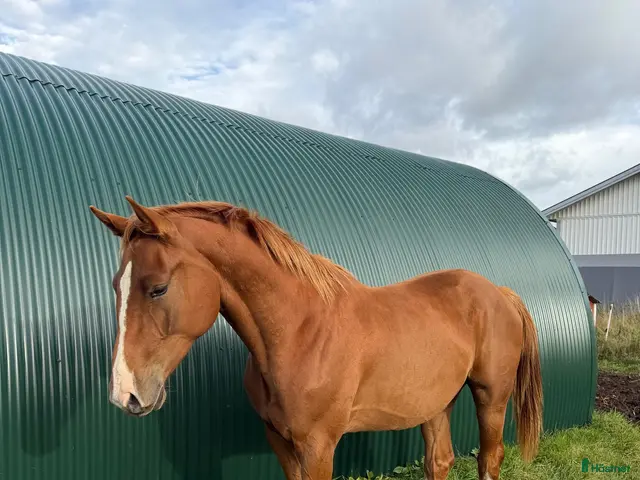 hästar 2-årig valack e. Emerald - Annons 7
