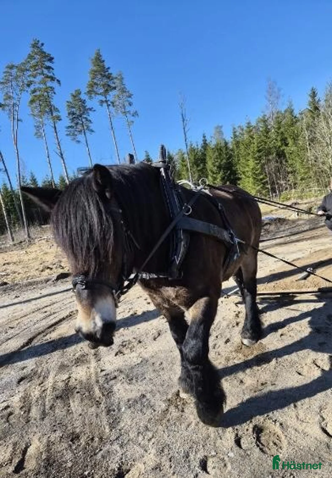 Körning hästar till salu: Fin Nordsvensk i Trosa - Annons 2