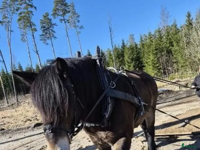 hästar till salu: Fin Nordsvensk - Annons 2