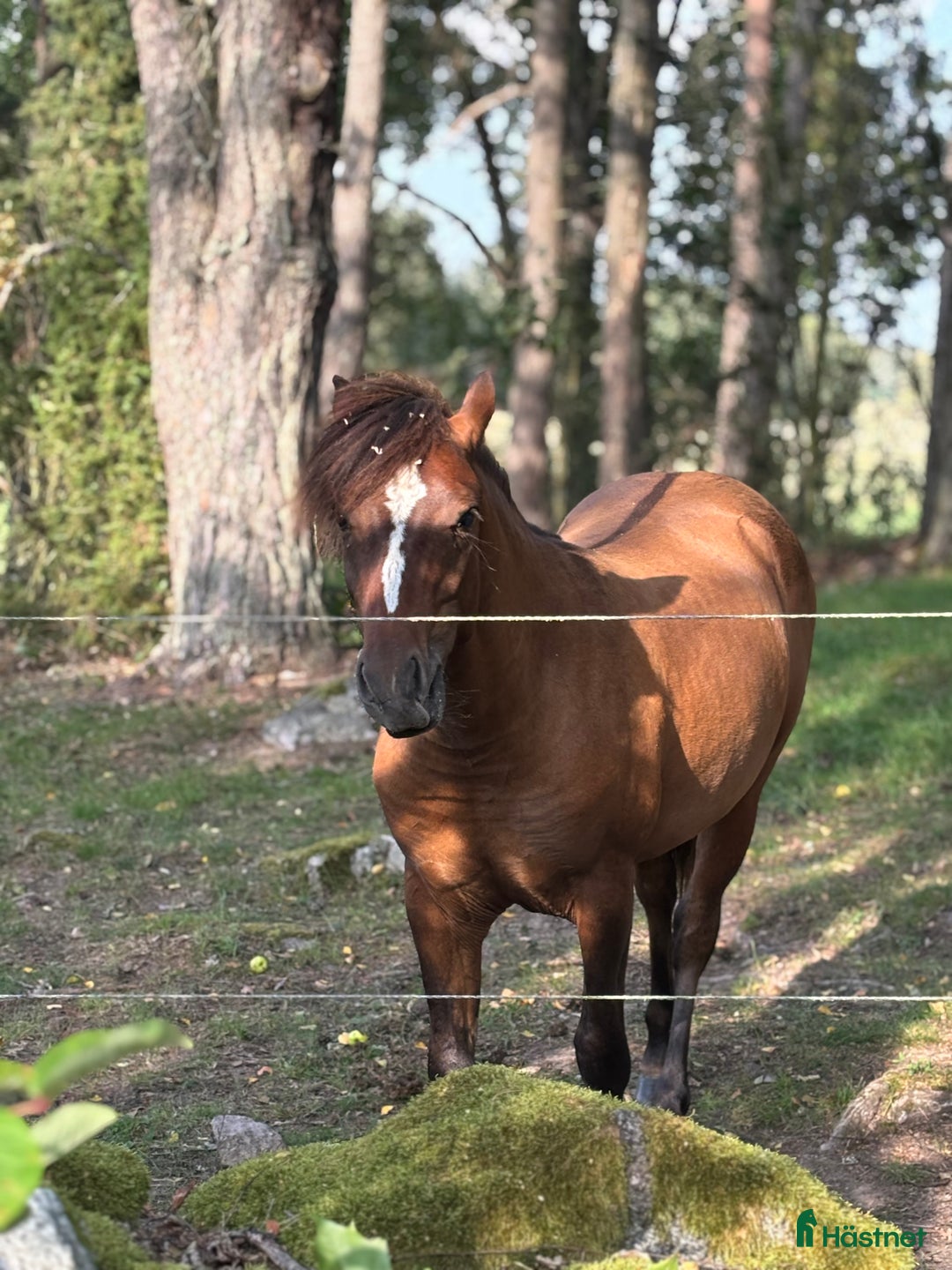 Hoppning hästar till salu: Lovande , charmig ponny i Köping - Annons 30