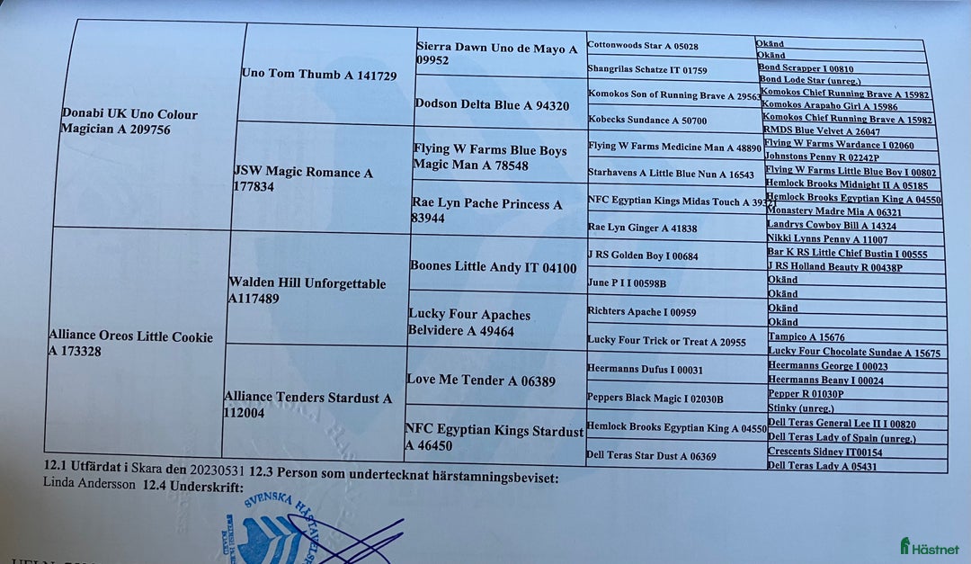 Sällskap hästar till salu: Amerikansk miniatyr häst i Ockelbo - Annons 3