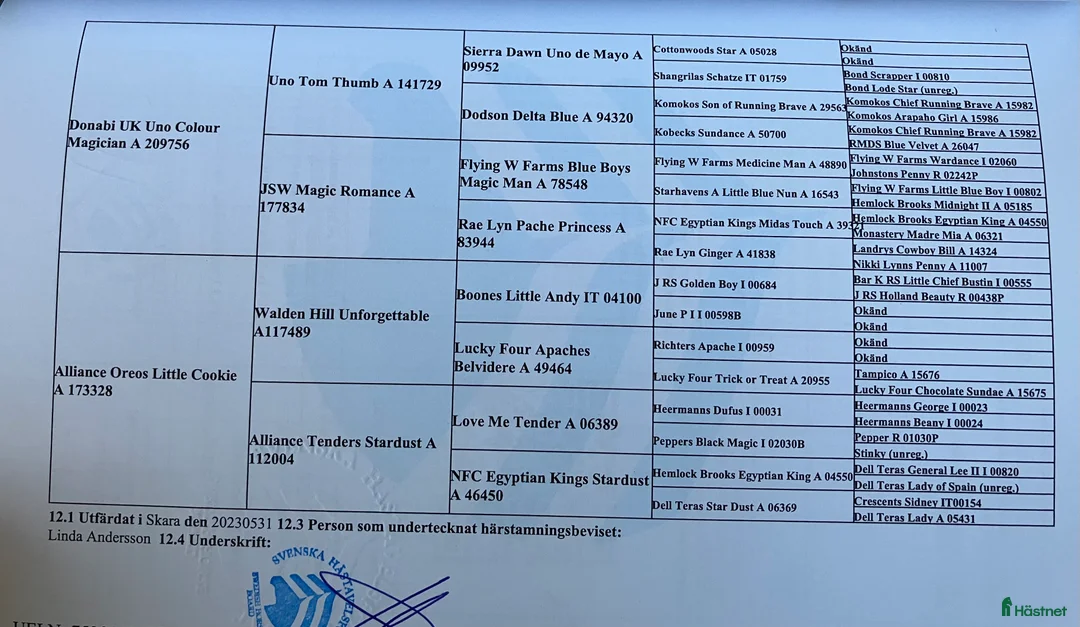 Sällskap hästar till salu: Amerikansk miniatyr häst i Ockelbo - Annons 3