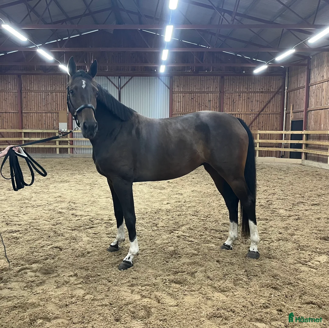 Dressyr hästar till salu: Vackert sto med framtiden för sig i Borensberg - Annons 2