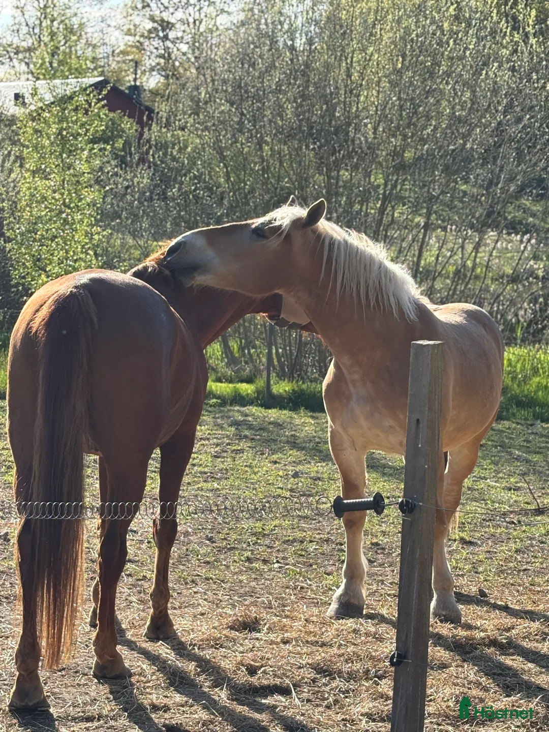Körning hästar till salu: Ardenner valack  i Åtvidaberg - Annons 4
