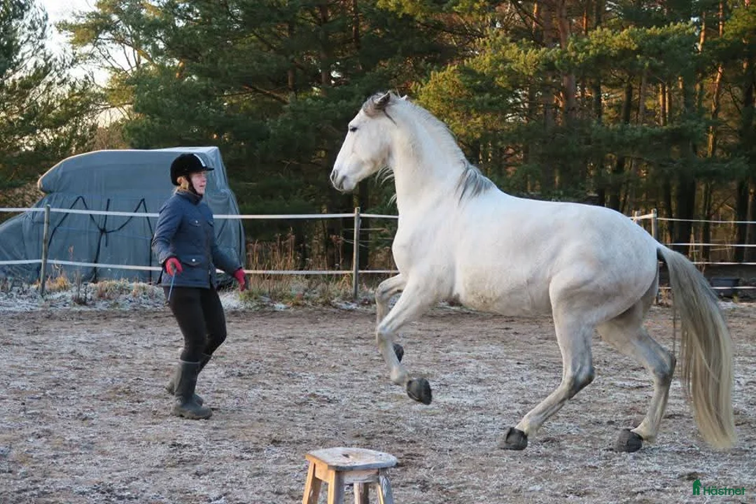 Allround hästar till salu: Fantastisk PRE säljs till rutinerad ryttare - Annons 2