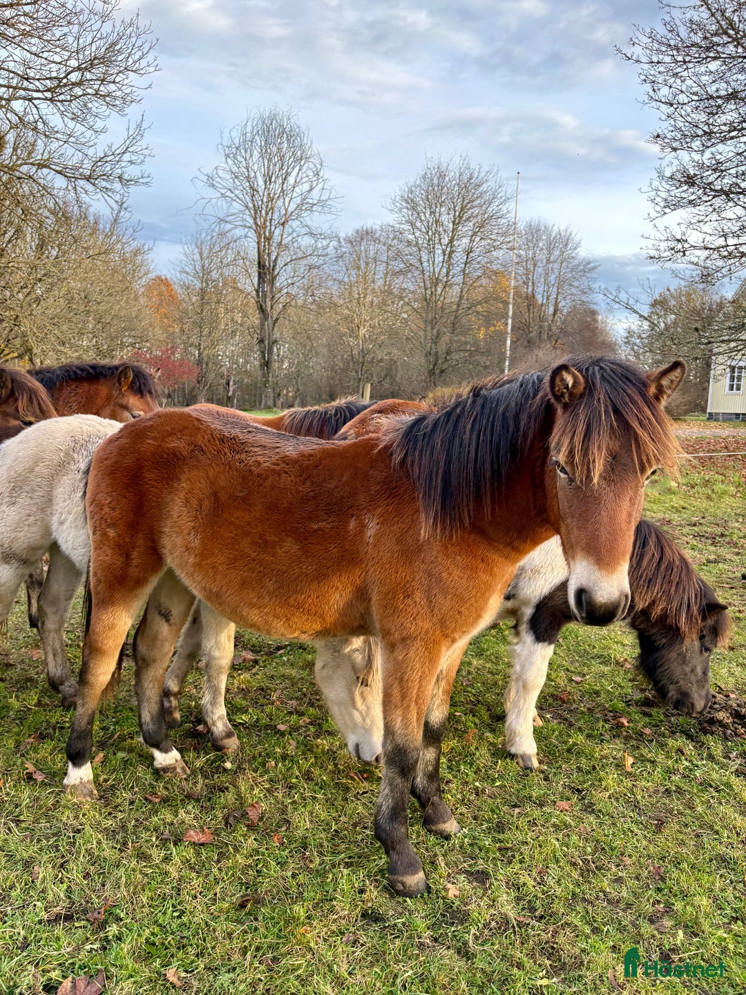 Allround hästar till salu: Gotlandsruss i Tingsryd - Annons 1
