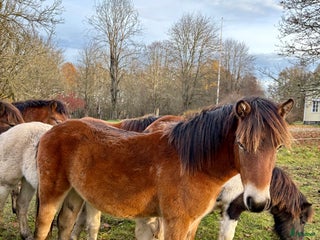 hästar Gotlandsruss i Tingsryd - Annons 14