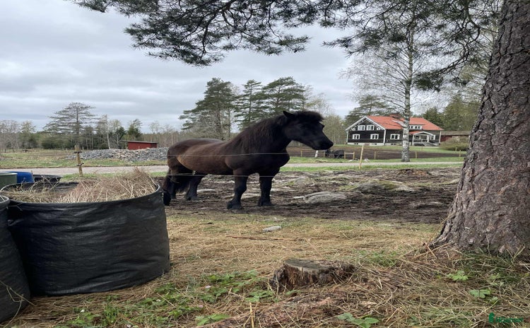  hästar i Riddarhyttan - Annons 9