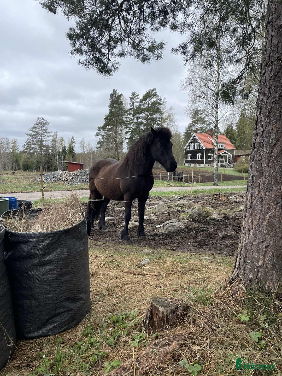 Island hästar till salu: Sto med mycket tölt i Riddarhyttan - Annons 1