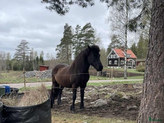 hästar Sto med mycket tölt i Riddarhyttan - Annons 12