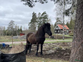 hästar Sto med mycket tölt i Riddarhyttan - Annons 21