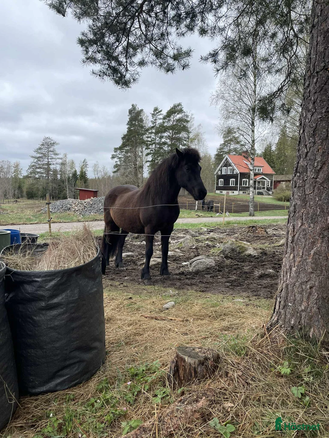 Island hästar till salu: Sto med mycket tölt i Riddarhyttan - Annons 1