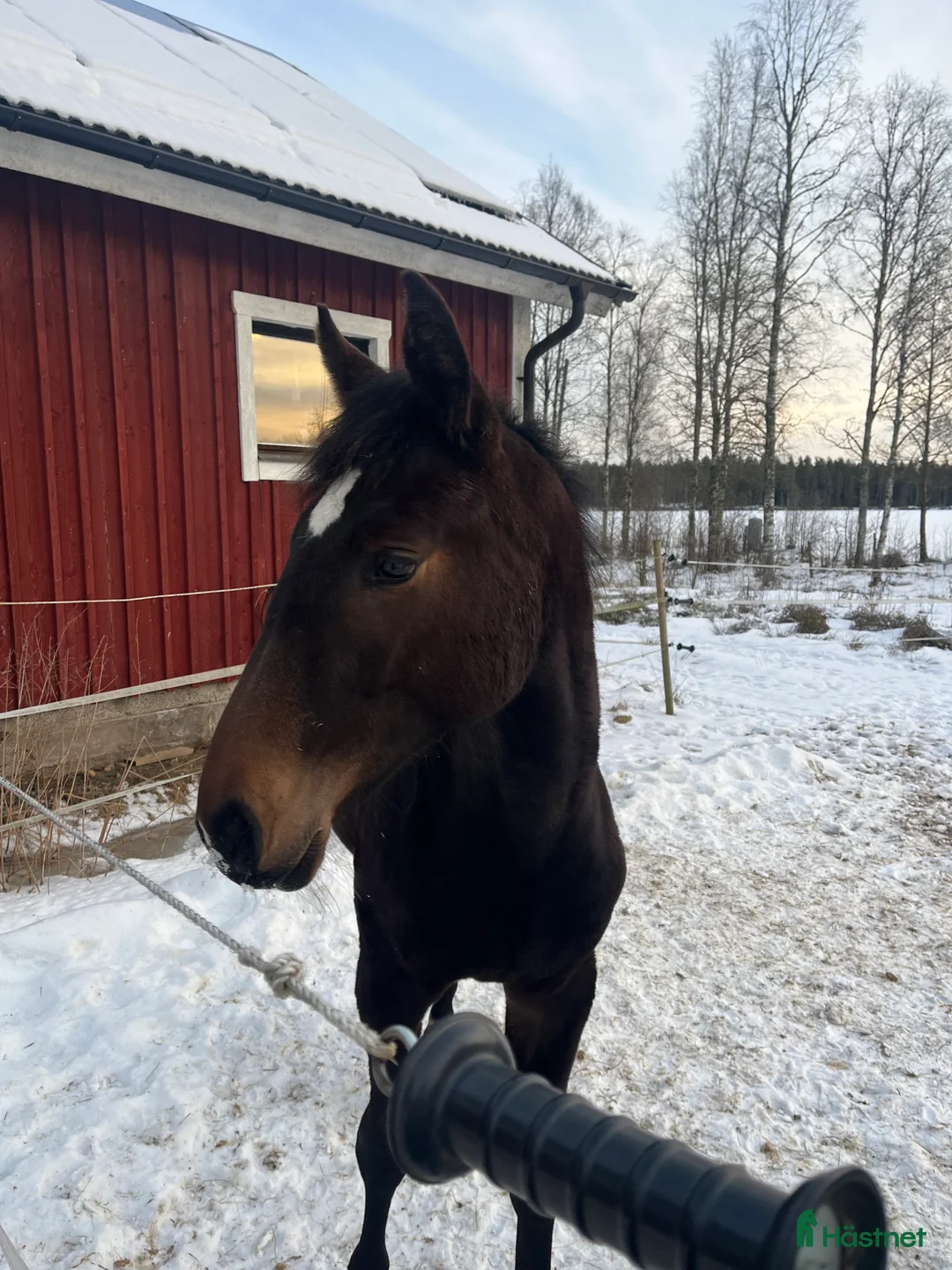 Hoppning hästar till salu: Snyggt & trevligt sto -25 med prestationsstam - Annons 5