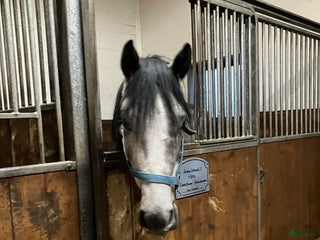 hästar En riktigt prins i Skara - Annons 4