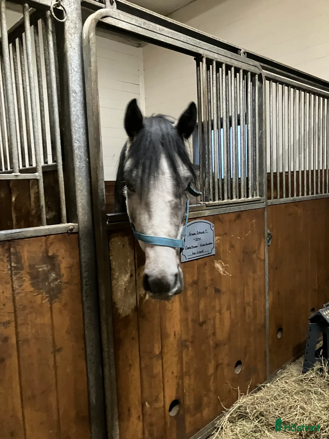 Allround hästar till salu: En riktigt prins  i Skara - Annons 1