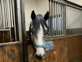 hästar En riktigt prins i Skara - Annons 15