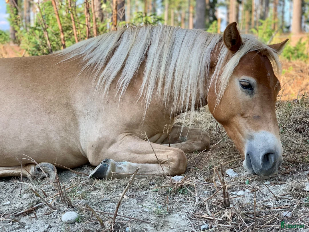 Allround hästar till salu: Gotlandsruss ungsto för trav/körning/ridning/avel - Annons 4
