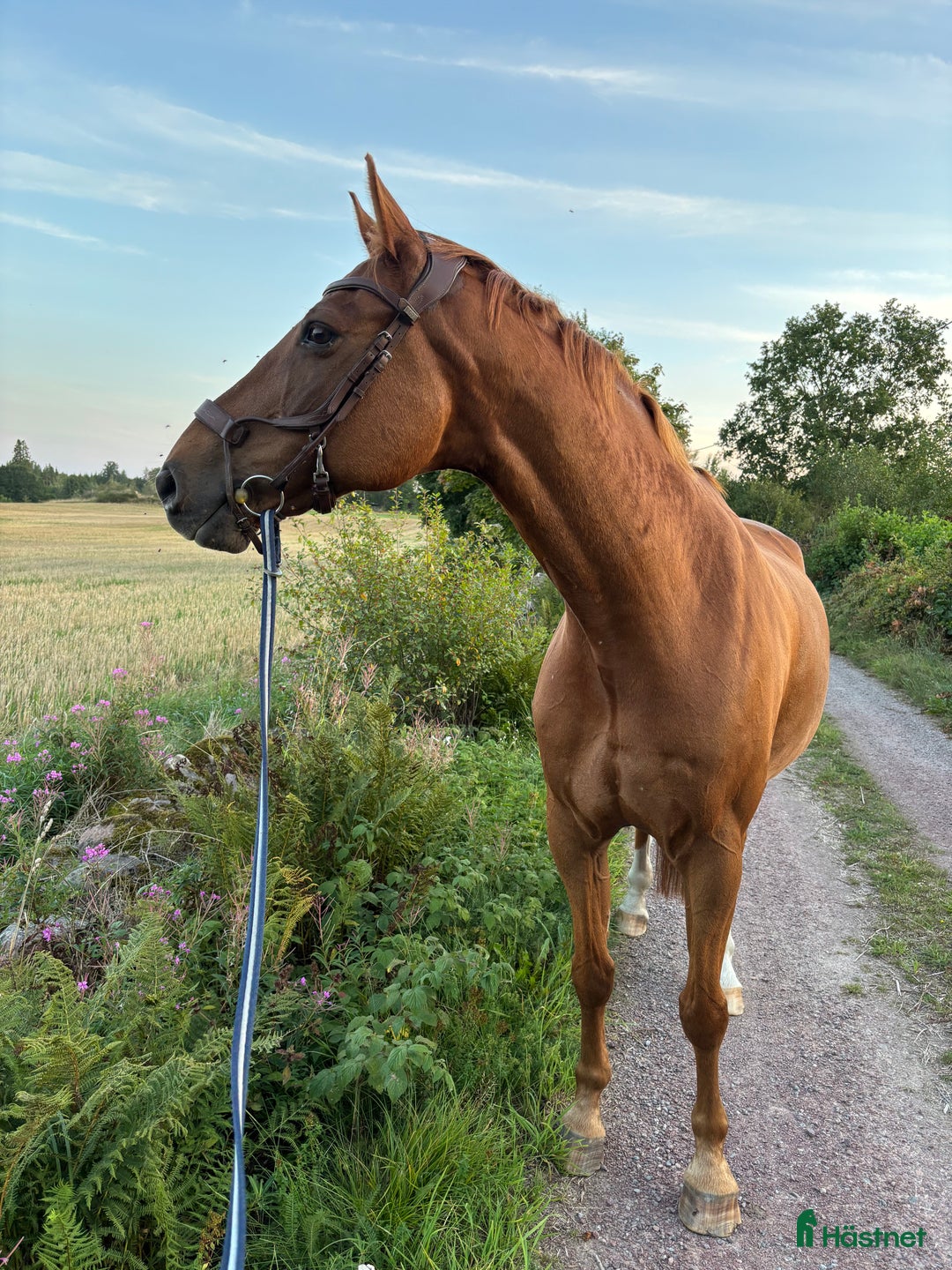 Sällskap hästar till salu: En fantastisk Gentleman ❤️ i Kalmar - Annons 3
