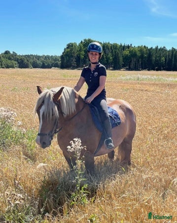  hästar Gulligt Kallblodssto i Västerhaninge - Annons 2