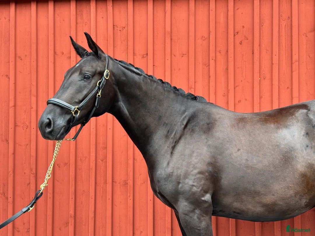 Dressyr hästar till salu:  SWB-valack, INRIDEN - Annons 3