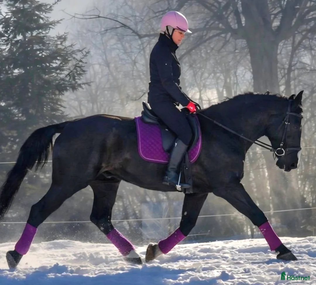 Allround hästar till salu: New Fantastic Silesian - perfect mover - Annons 3