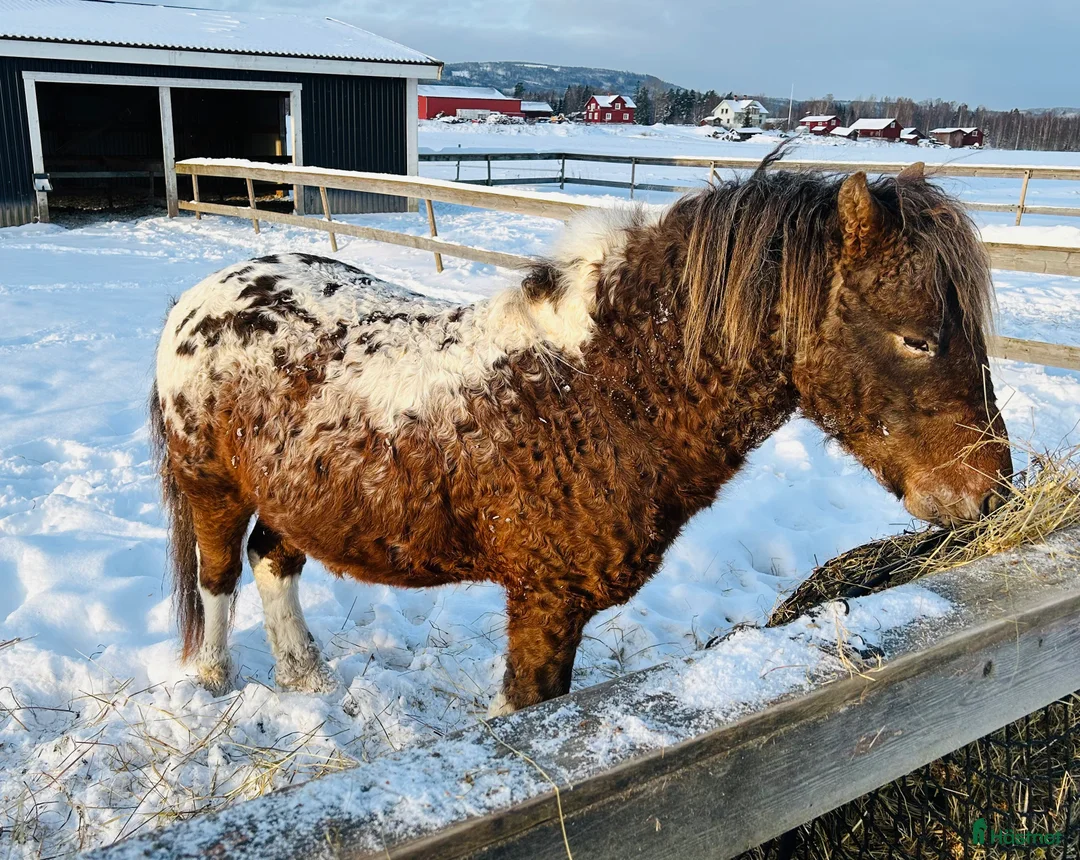 Allround hästar till salu: American mini curly  - Annons 2