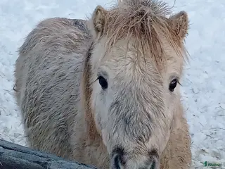 hästar Shetlandshingst - Annons 15