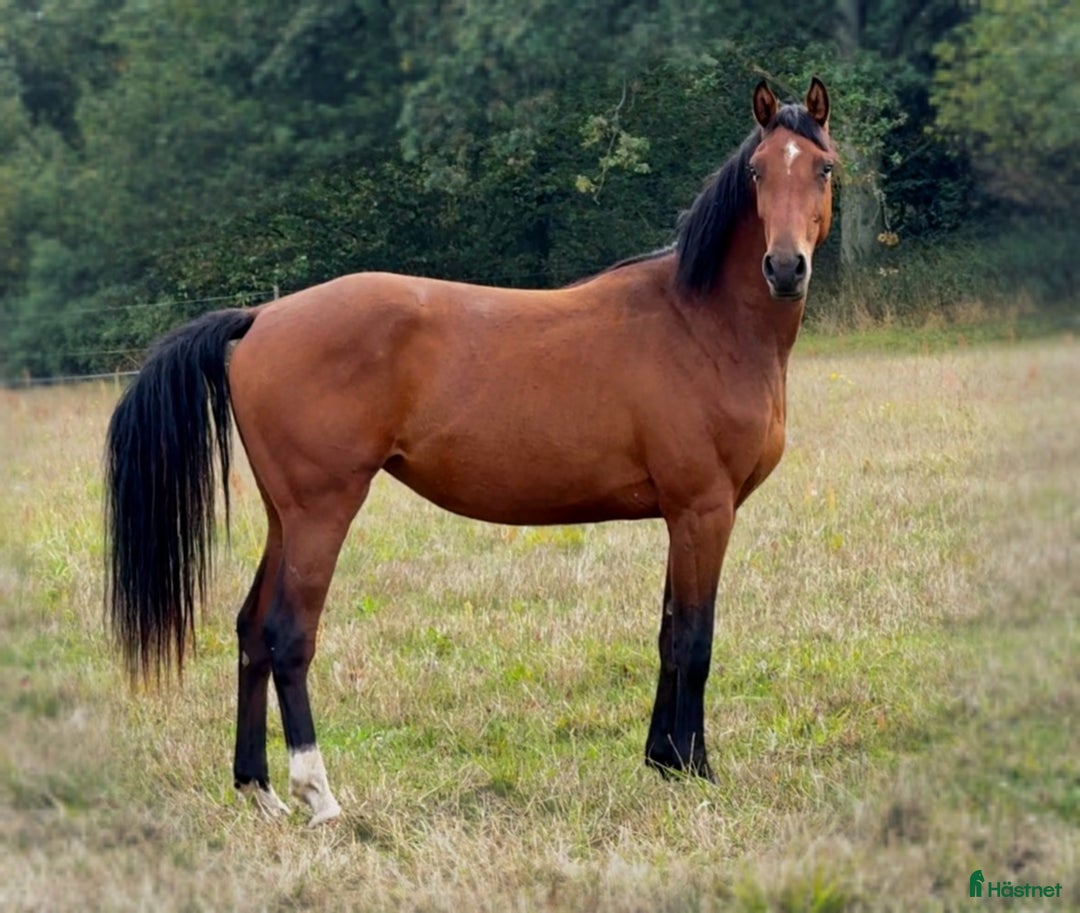 Hoppning hästar till salu: Lovande ungsto i Sölvesborg - Annons 2