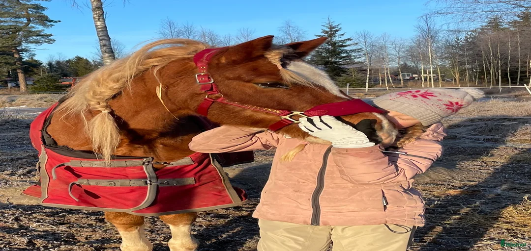 Galleribild {{count}}