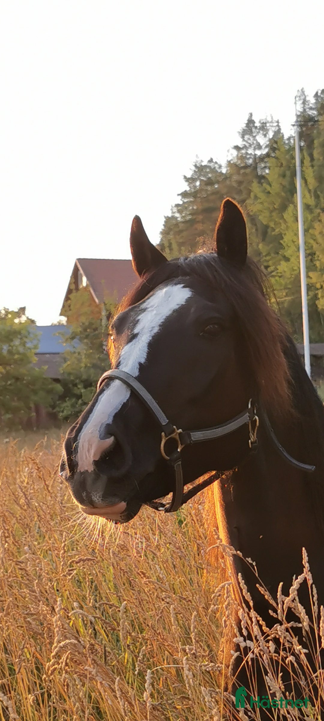 Allround hästar till salu: Sportigt Sto! Trav,rid, avel i Leksand - Annons 1