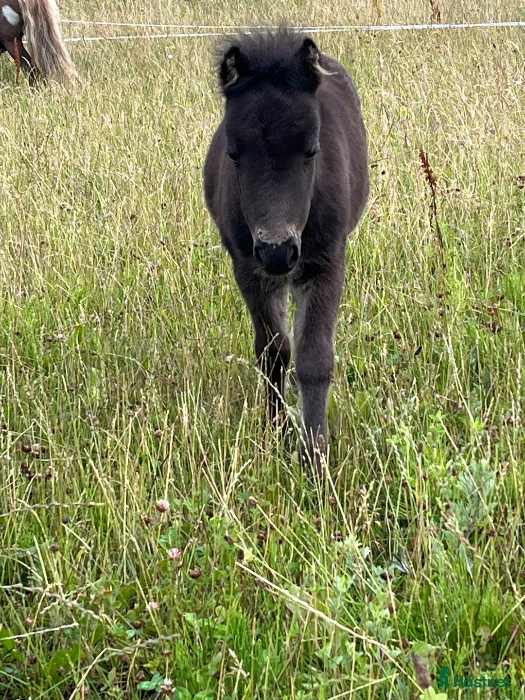 Övrigt hästar till salu: Intressekoll underbar hingst i Jämjö - Annons 2