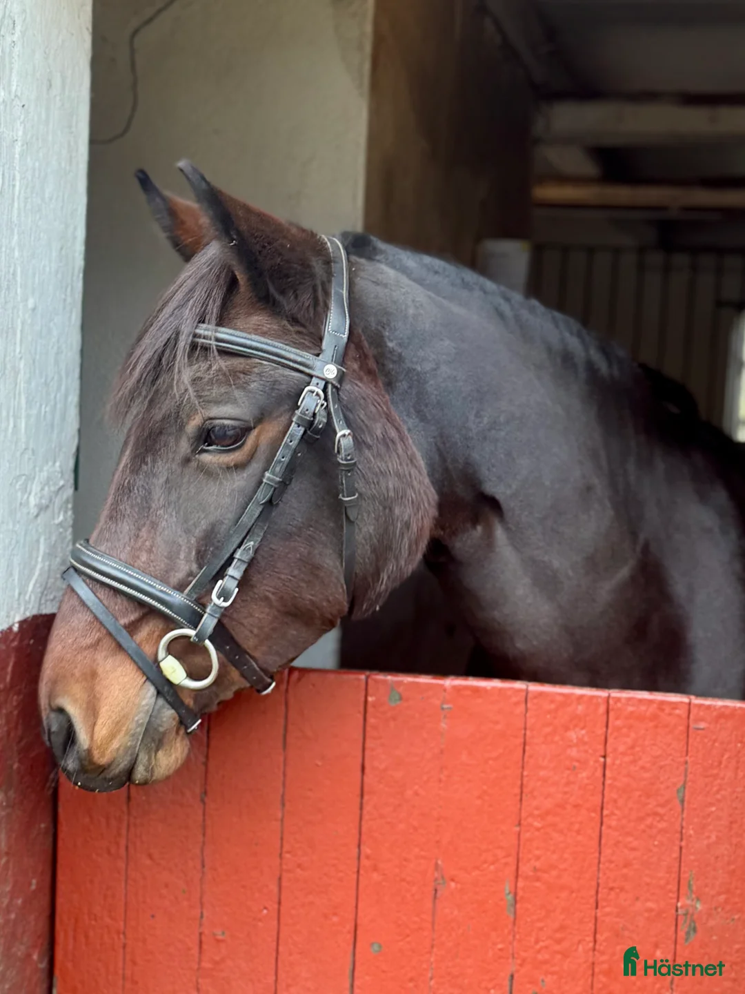 Träns hästutrustning till salu: Svart Claridge house träns  i Flyinge - Annons 1