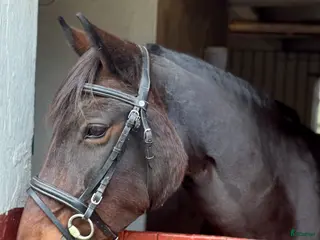 Träns hästutrustning Svart Claridge house träns i Flyinge - Annons 4