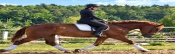 Allround hästar till salu: Fantastic Mother & Daughter partner for everybody  - Annons 8