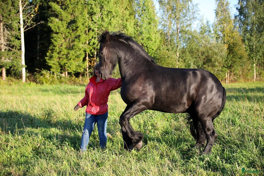 Allround hästar till salu: **Exceptional Horse for Sale** - Annons 17