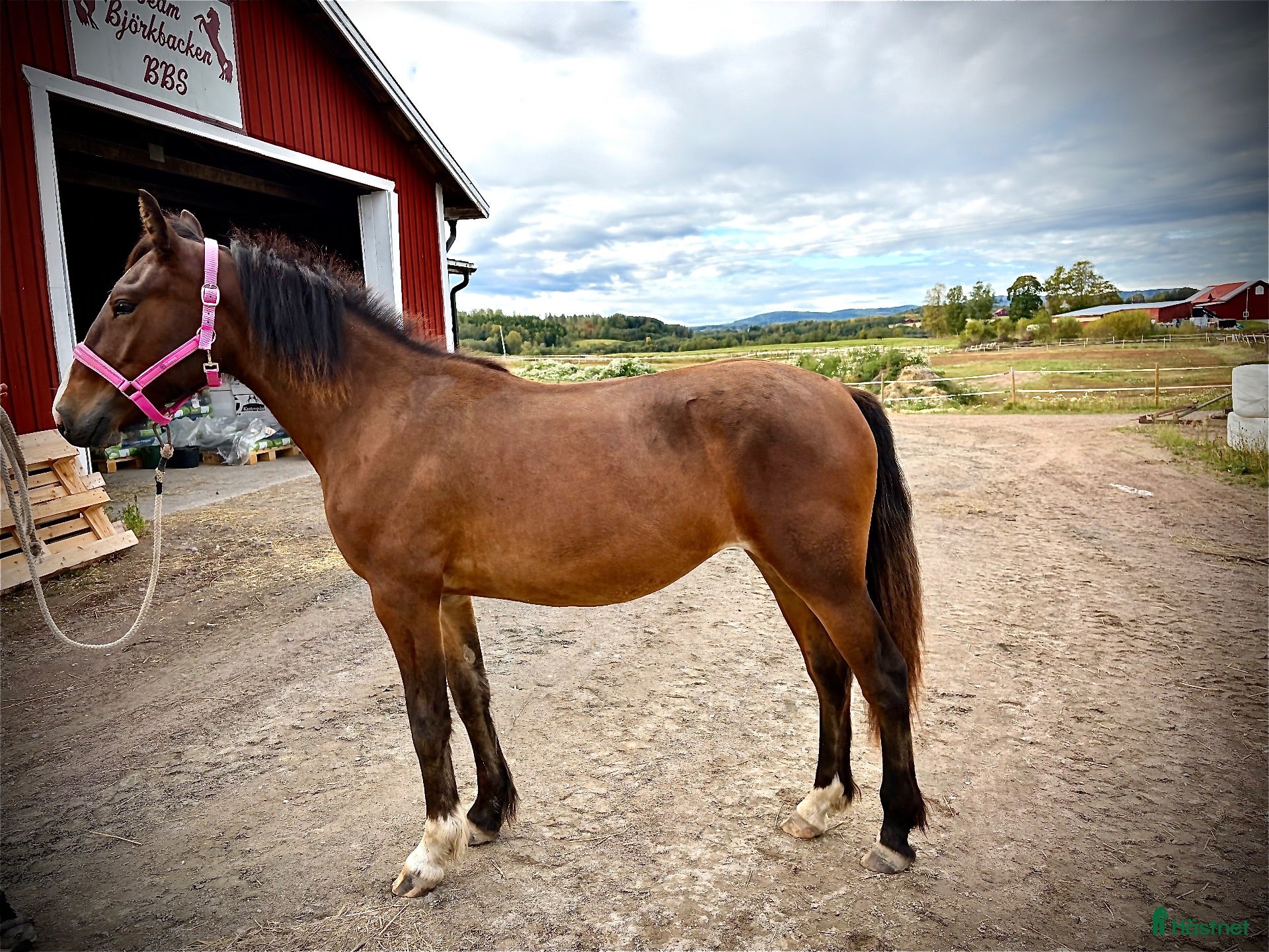  hästar 1-års sto till salu - Annons 3