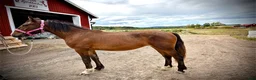 Trav hästar till salu: 1-års sto till salu - Annons 1