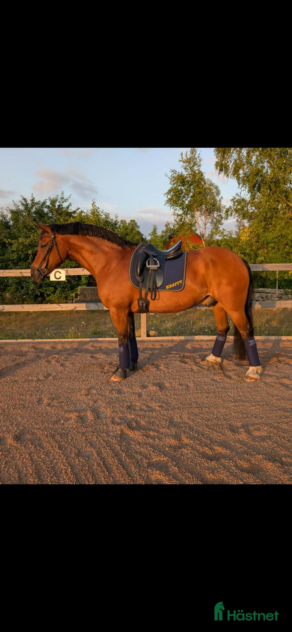  hästar Vacker Welsh Cob valack - Annons 2