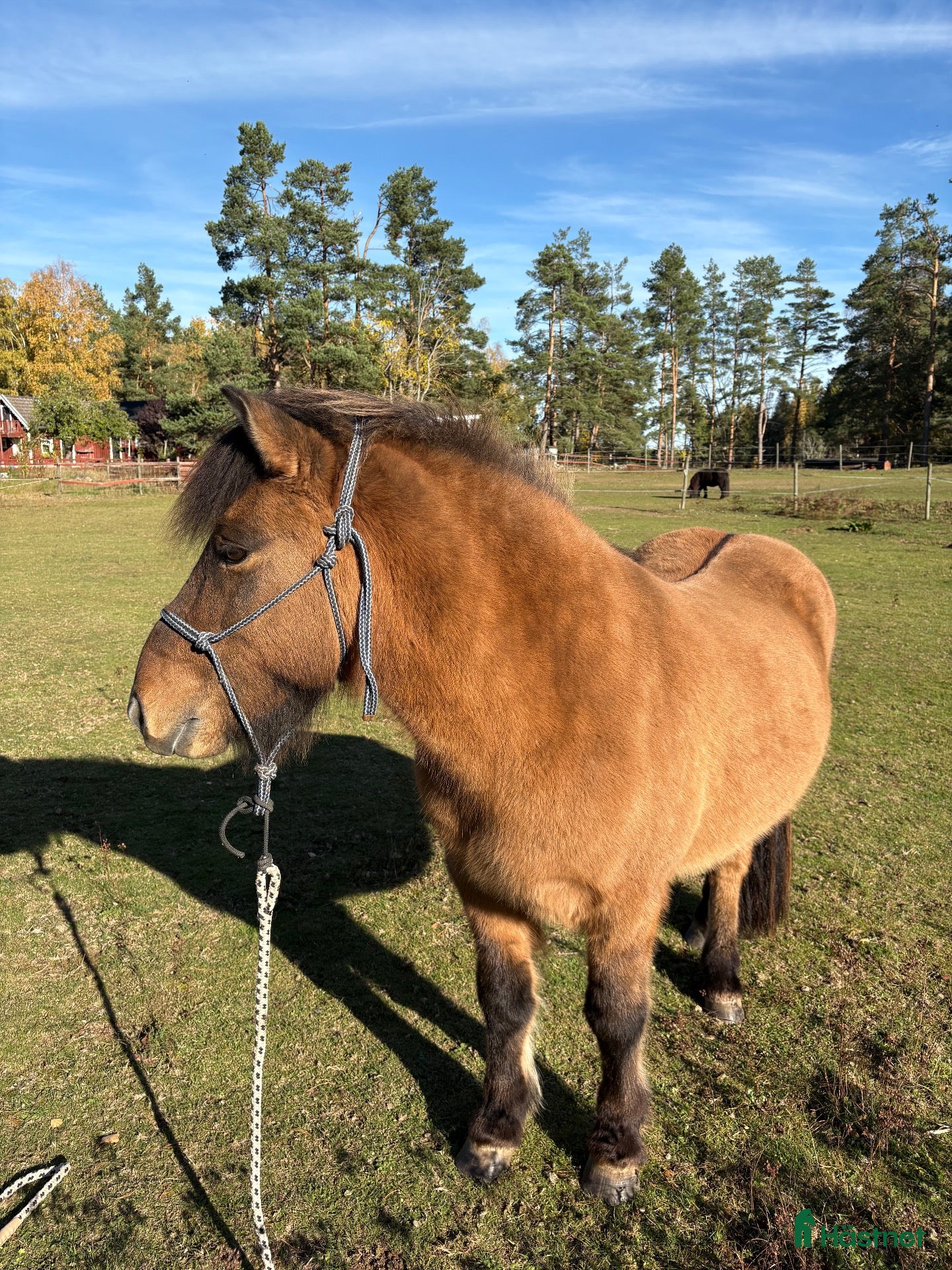  foderhäst Jag behöver hjälp! - Annons 3