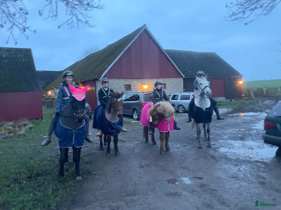  stallplats finnes: 2-3 lediga boxplatser, mysigt  stall i Vallåkra  i Glumslöv - Annons 1