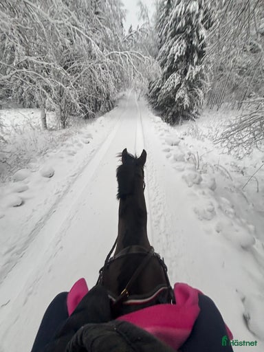 Galleribild {{count}}