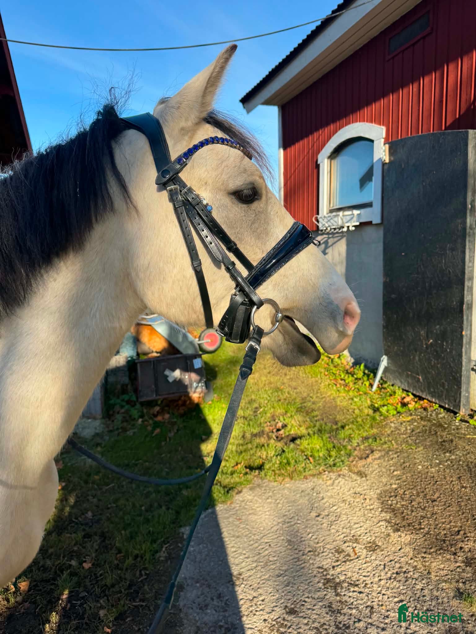  hästar En fantastisk Connemara  - Annons 6