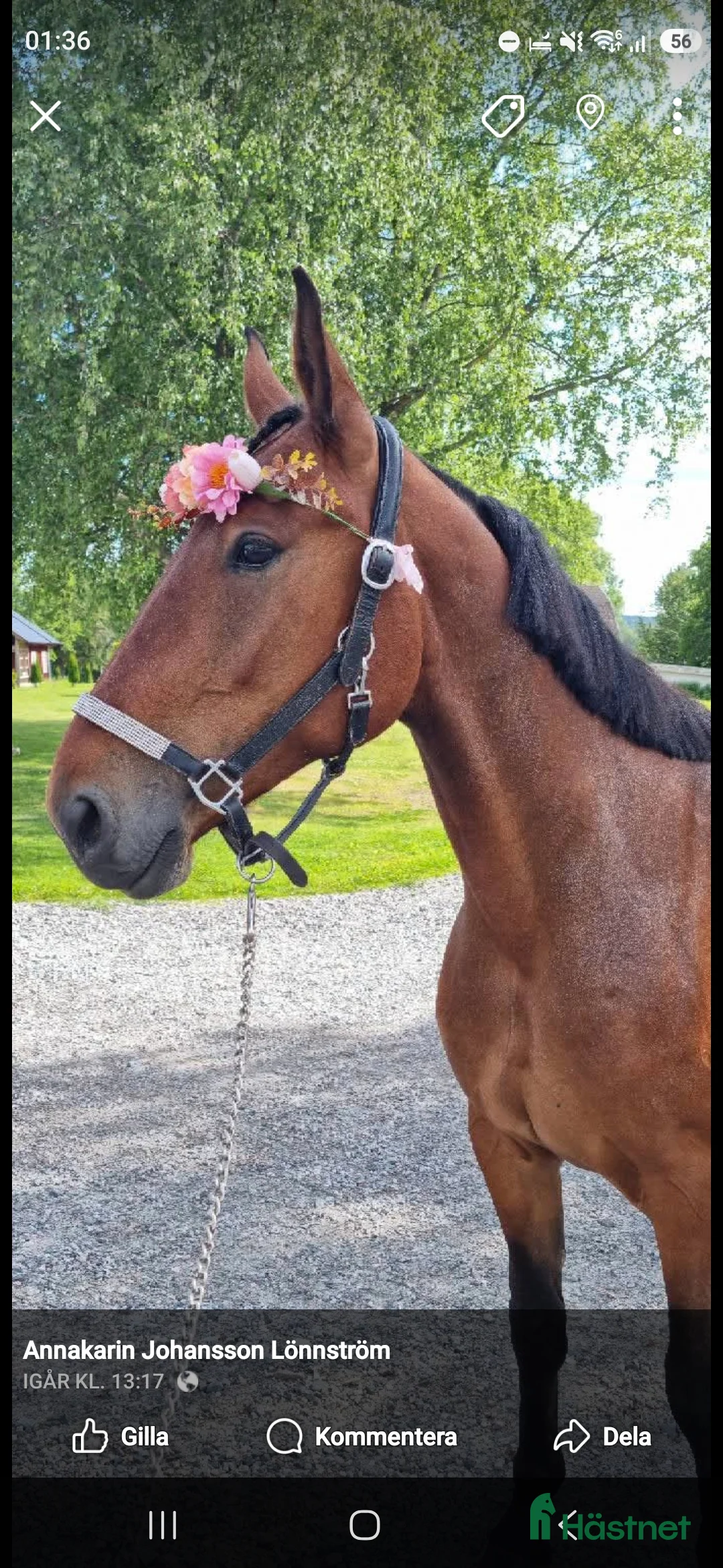 stallplats finnes: Lösdrift Eller Box - Annons 1