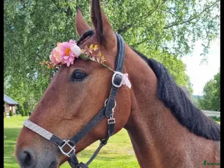 stallplats Lösdrift Eller Box - Annons 1