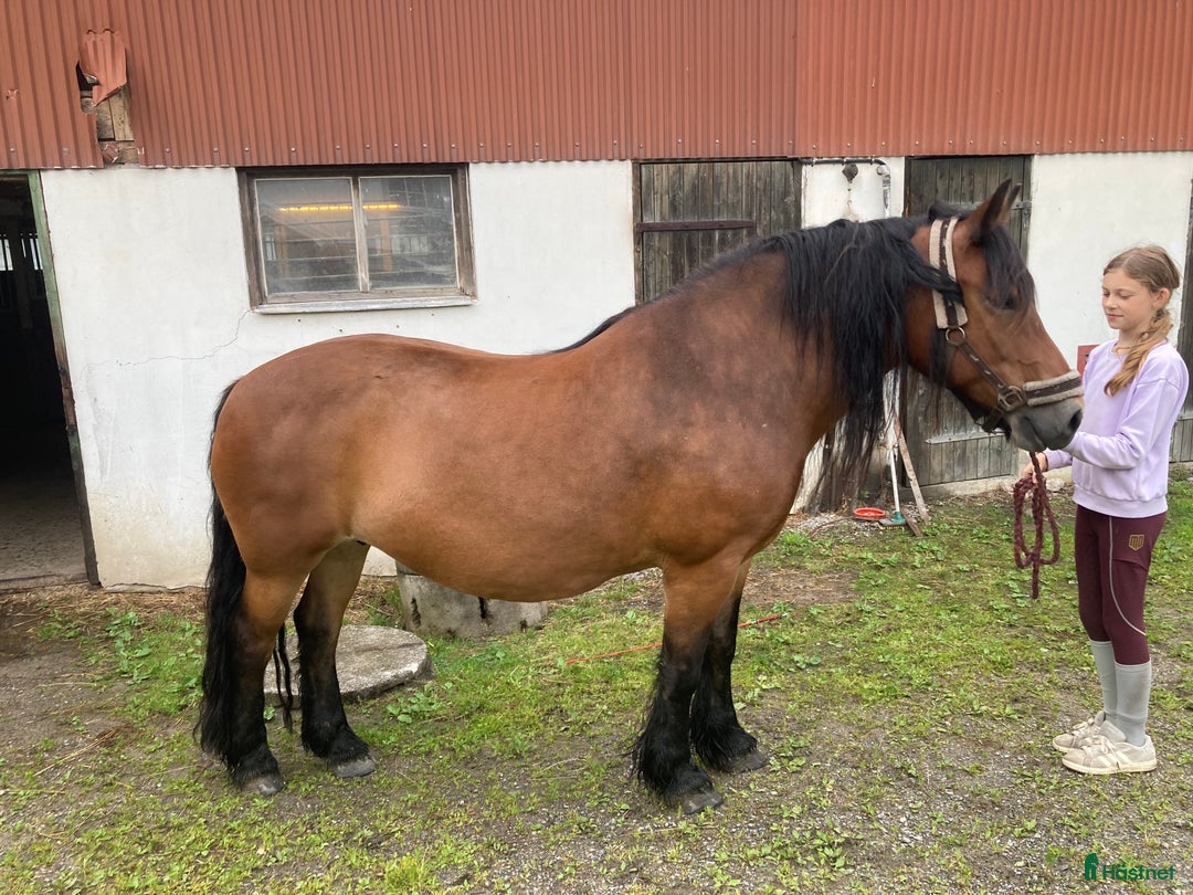 Allround hästar till salu: Diplom Sto i Hamburgsund - Annons 4