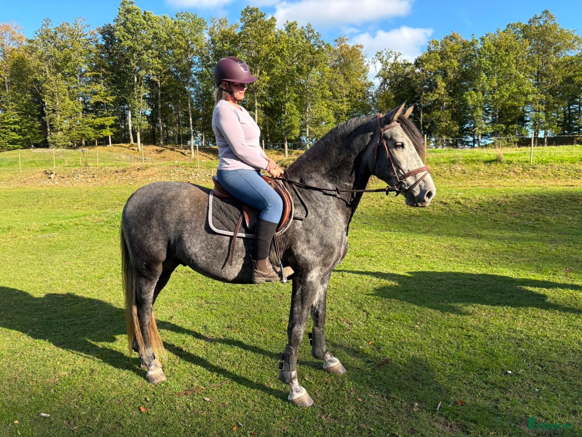  hästar Nubbe söker ett kärleksfullt hem!  - Annons 1