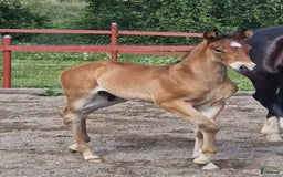 Allround hästar till salu: Vackert hingstföl i Perstorp - Annons 7