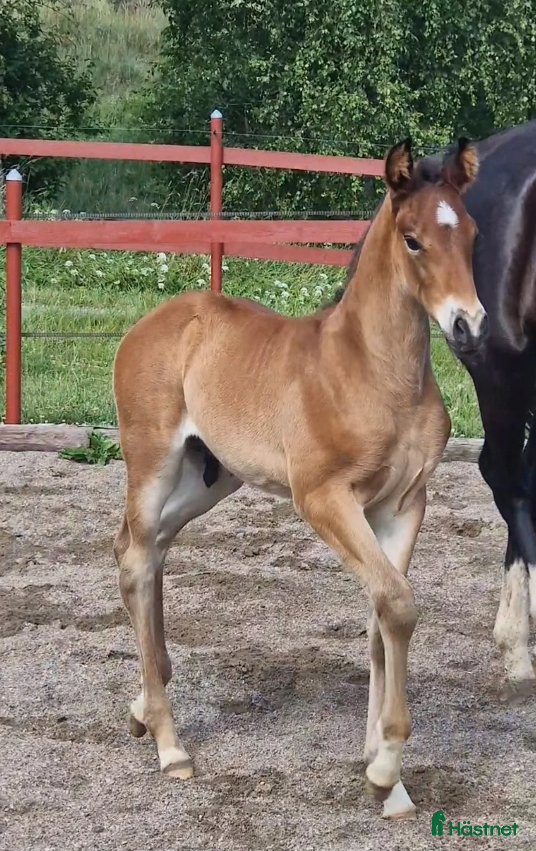 Allround hästar till salu: Vaquero  - Annons 4